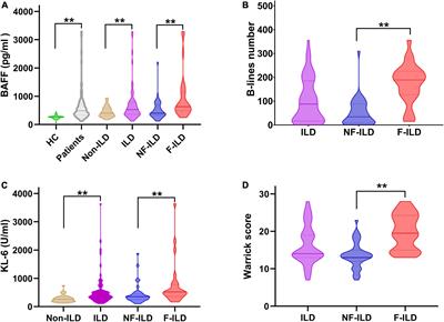 Serum B-cell activating factor and lung ultrasound B-lines in connective tissue disease related interstitial lung disease